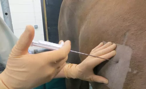 We undertake around-the-clock observation and intensive treatment of critically ill horses with a range of medical conditions