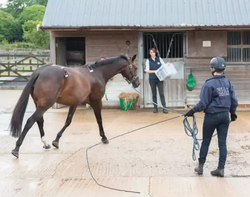 Lameness in Horses