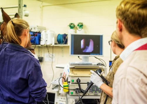 Endoscopy allows direct visualisation of certain otherwise inaccessible areas of the body