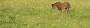 foal in a field banner
